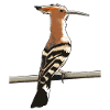 Oiseau huppe de l’année 2022