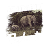 Elephant Elephants