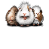 Mignon cochon d’Inde Amis Cadeau