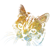 Face Cat
