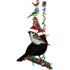 Fugle Julefugl Solsort Robin Spurv