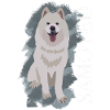 Samoyede Samoyed