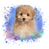 maltipoo, maltais, chien, peinture, graffiti, chiot