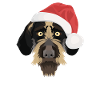 German Wirehair Christmas