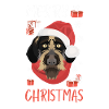 German Wirehair Christmas