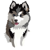 Pomsky Pomeranian Husky Puppy