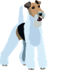 Wire Fox Terrier
