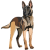 Malinois Dog