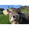 Lustige Landliebe