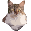 le chat
