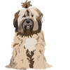 Tibetan Terrier