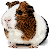 cochon d’Inde doux