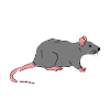 Rat owners talk about rats