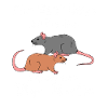 Rats days with rat