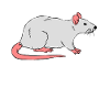 Sweet Rat Rat Cheese