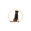 C’est Beauceron Glitter Dog
