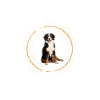To jest Berneński pies pasterski Brokat Psy