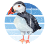 Puffin Parrot Lunde Bird Cadeau