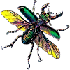 hirschkäfer