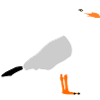 Möwe