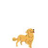 Golden Retriever Glitzer