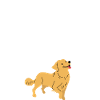 Golden Retriever Fille