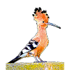 Hoopoe
