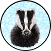 Badger/Badger in the snow