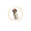 This is Lagotto Romagnolo Glitter Dog
