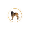 C’est Leonberger Glitzer Dog