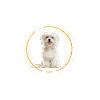 This is Maltese Glitter Dog