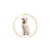 That's Labrador glitter