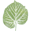 Linden Leaf / Leaf Linden / NATURE