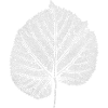 Foglia di tiglio / Foglia LINDE / Bianco