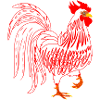 White rooster Rooster coq