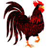 Schwarzer Hahn Coq
