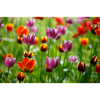 bunte Tulpen