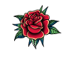 Rose Roses Rose Garden Gardener