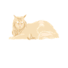 Maine Coon Cat