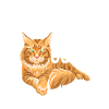 Maine Coon Cat