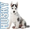 Husky