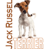 Jack Russell Terrier
