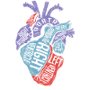 Spécialiste du cœur Anatomie Docteur