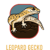 Leopard Gecko Reptiles Nature Wildlife