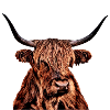 Vache 3