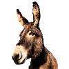 Ane