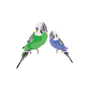 Wellensittich Vogel Herzschlag