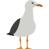 Gull