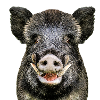 Sanglier
