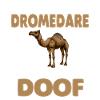 Dromedar